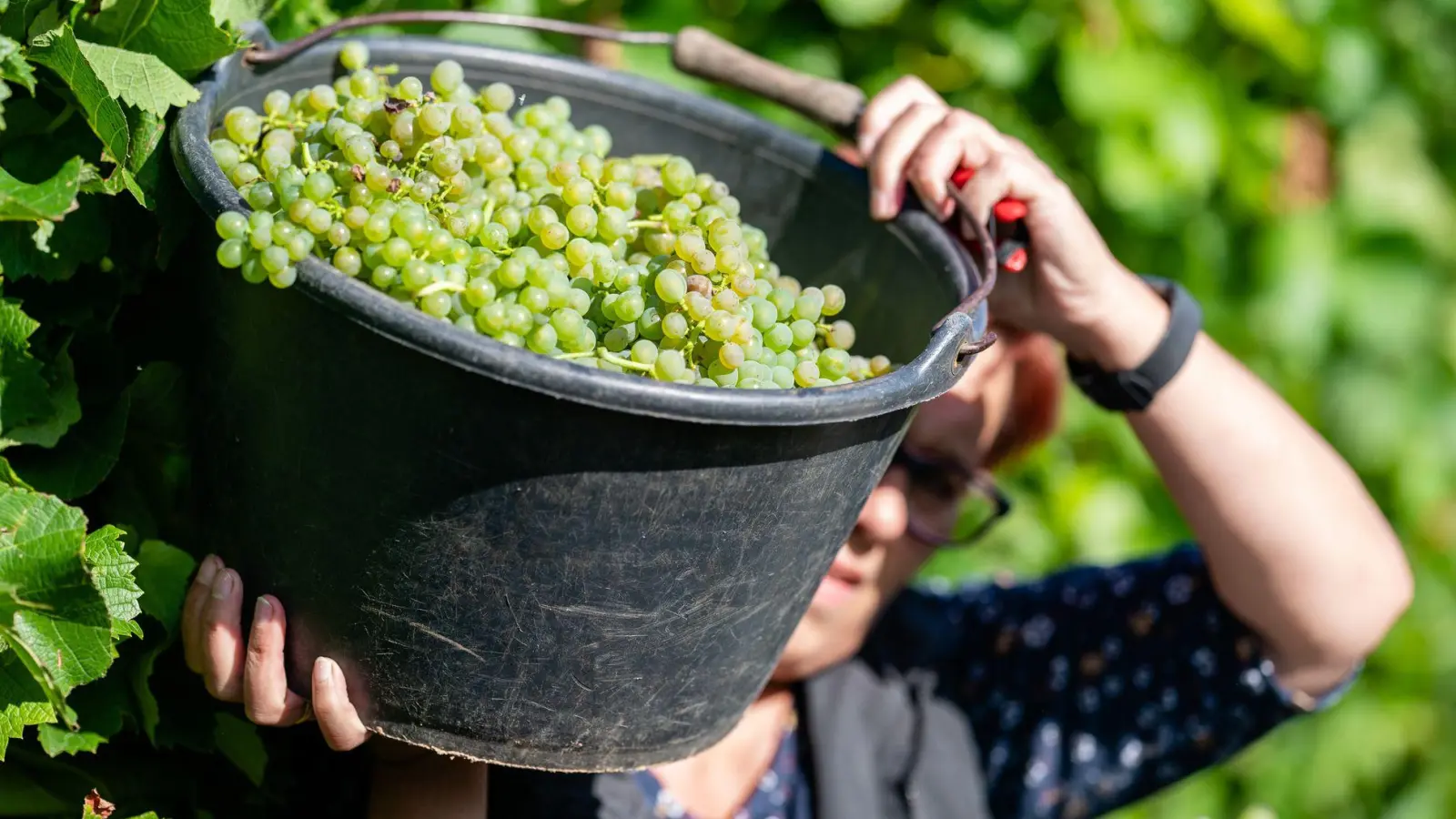 Die Winzer erwarten für den Jahrgang 2025 einen aromatischen Wein. (Symbolbild: Uwe Anspach/dpa)