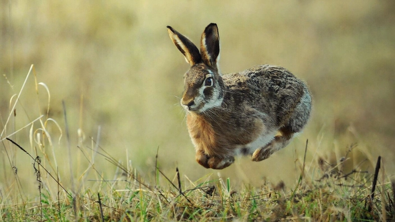 Ein Hase kreuzte die Fahrbahn und ein 19-Jähriger stürzte von seinem Pedelec. (Symbolbild: Milan/BN)