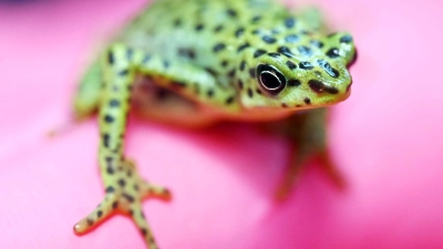 Eine bedrohte Rio-Pescado-Stummelfußkröte (Atelopus balios) im Karlsruher Zoo. In der baden-württembergischen Stadt trifft sich der Verband der Zoologischen Gärten (VdZ) zur Jahrestagung. (Foto: Uli Deck/dpa)