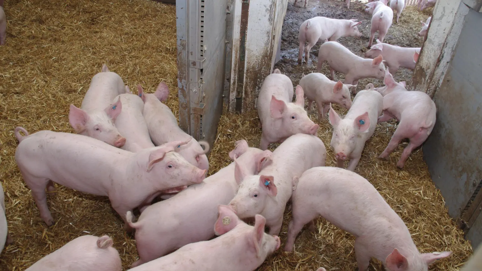 Wenn sie gut versorgt werden so wie hier, fühlen sich Schweine sauwohl. Doch in einem anderen Stall im südlichen Landkreis Ansbach waren die Bedingungen derart schlecht, dass die Staatsanwaltschaft gegen die Halter vorgeht. (Archivfoto: Fritz Arnold)