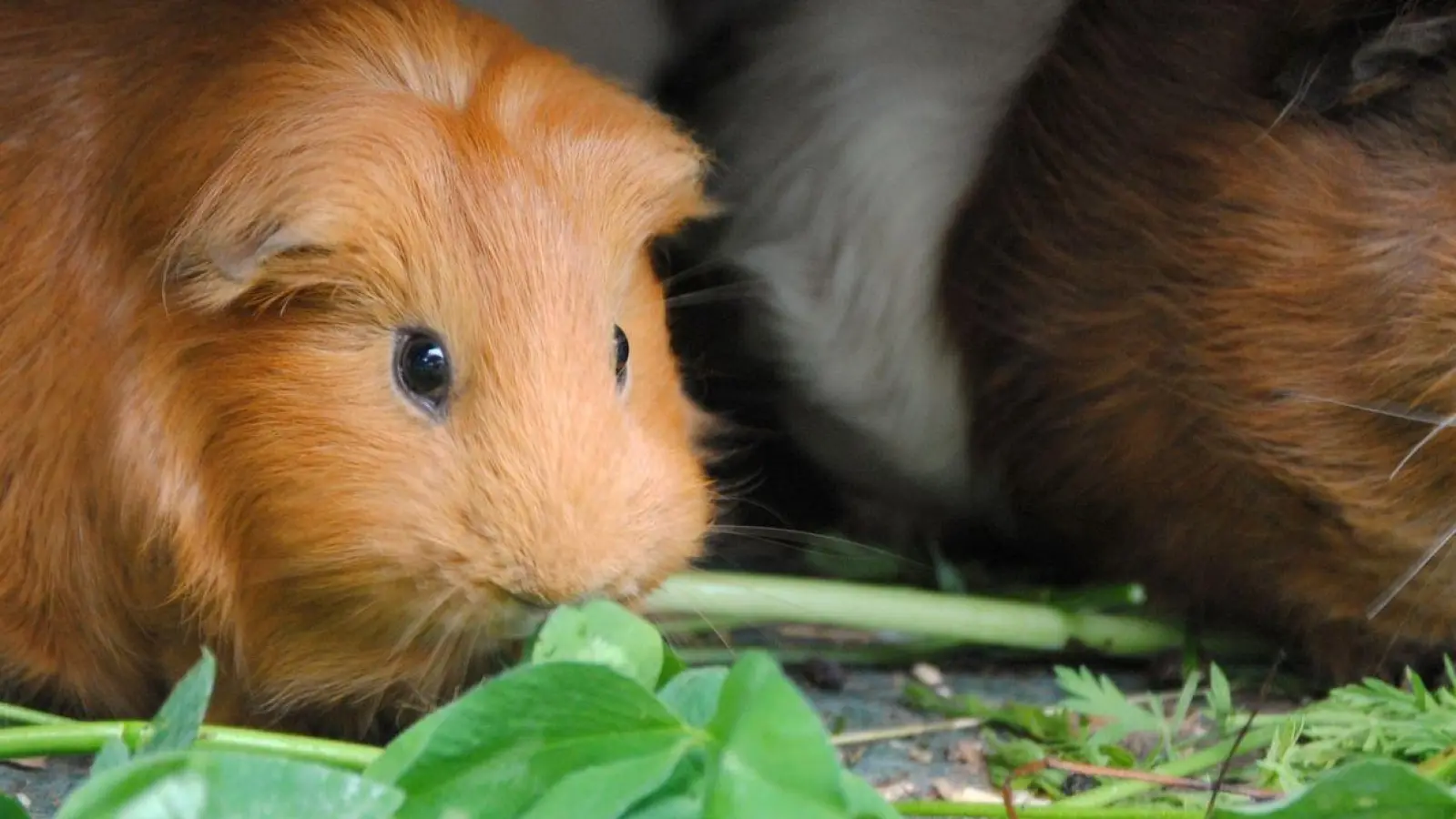 Eine bunte Salat- und Kräutermischung ist für Meerschweinchen ein regelrechtes Festessen. (Foto: Jennifer Jahns/dpa-tmn/dpa)