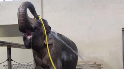 „Duschverhalten wie dieses habe ich bei keinem anderen Elefanten gesehen“, sagte Forscherin Lena Kaufmann. (Foto: Lea Urban/Zoo Berlin/dpa)