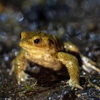 Amphibien wandern derzeit vom Scheerweiher in Ansbach in den Wald. (Symbolbild: Pia Bayer/dpa)