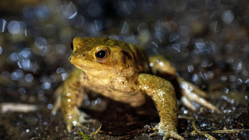 Amphibien wandern derzeit vom Scheerweiher in Ansbach in den Wald. (Symbolbild: Pia Bayer/dpa)