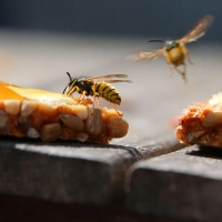 Süßes lockt Wespen oder Bienen an. Jetzt heißt es: Ruhig bleiben und die Tiere nicht verärgern. (Foto: Karl-Josef Hildenbrand/dpa/dpa-tmn)