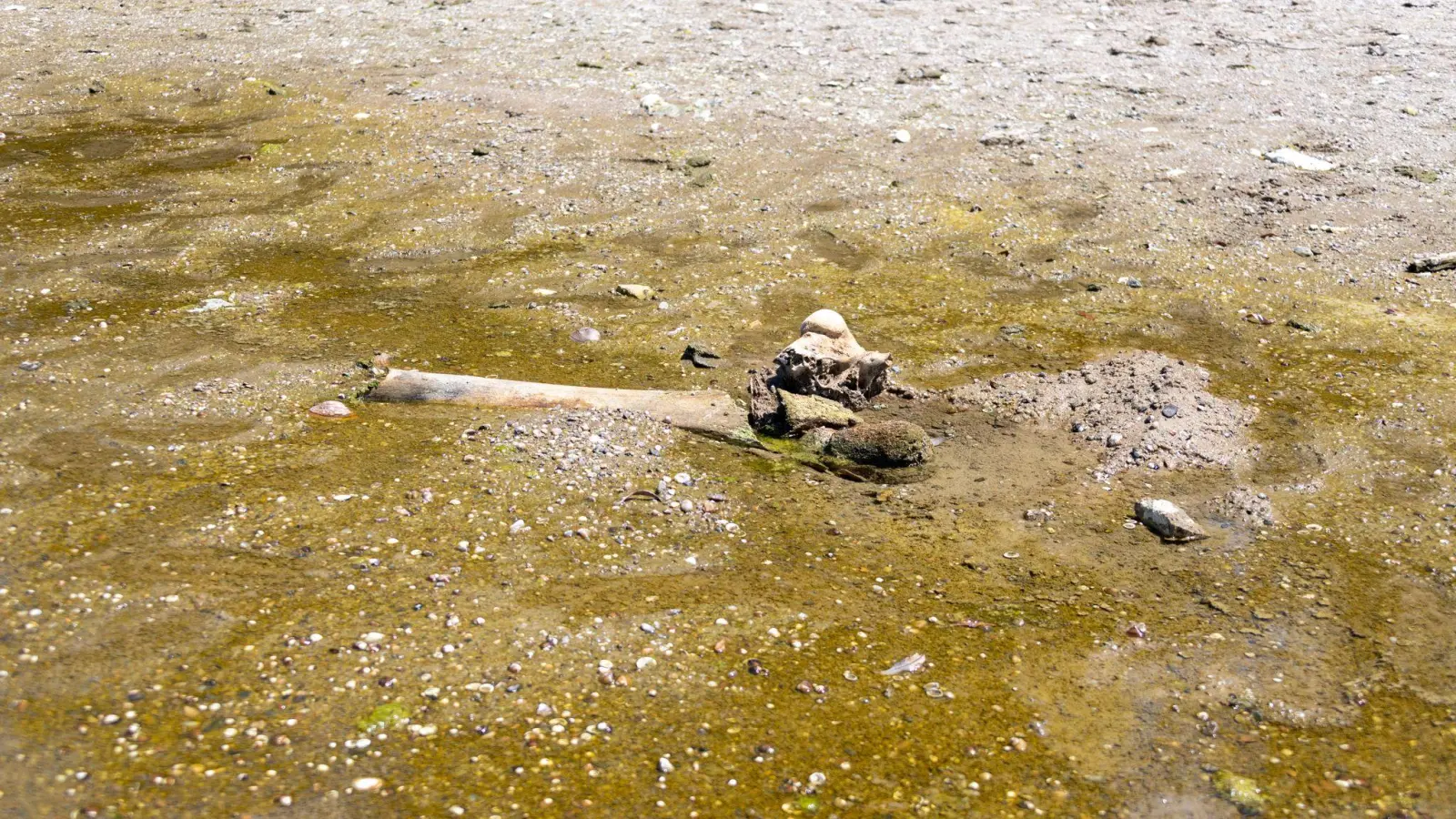 Hitze enthüllt Mammut-Unterkiefer in bulgarischem Donaudorf (Foto: ---/Regionales Geschichtsmuseum Russe an der Donau/dpa)