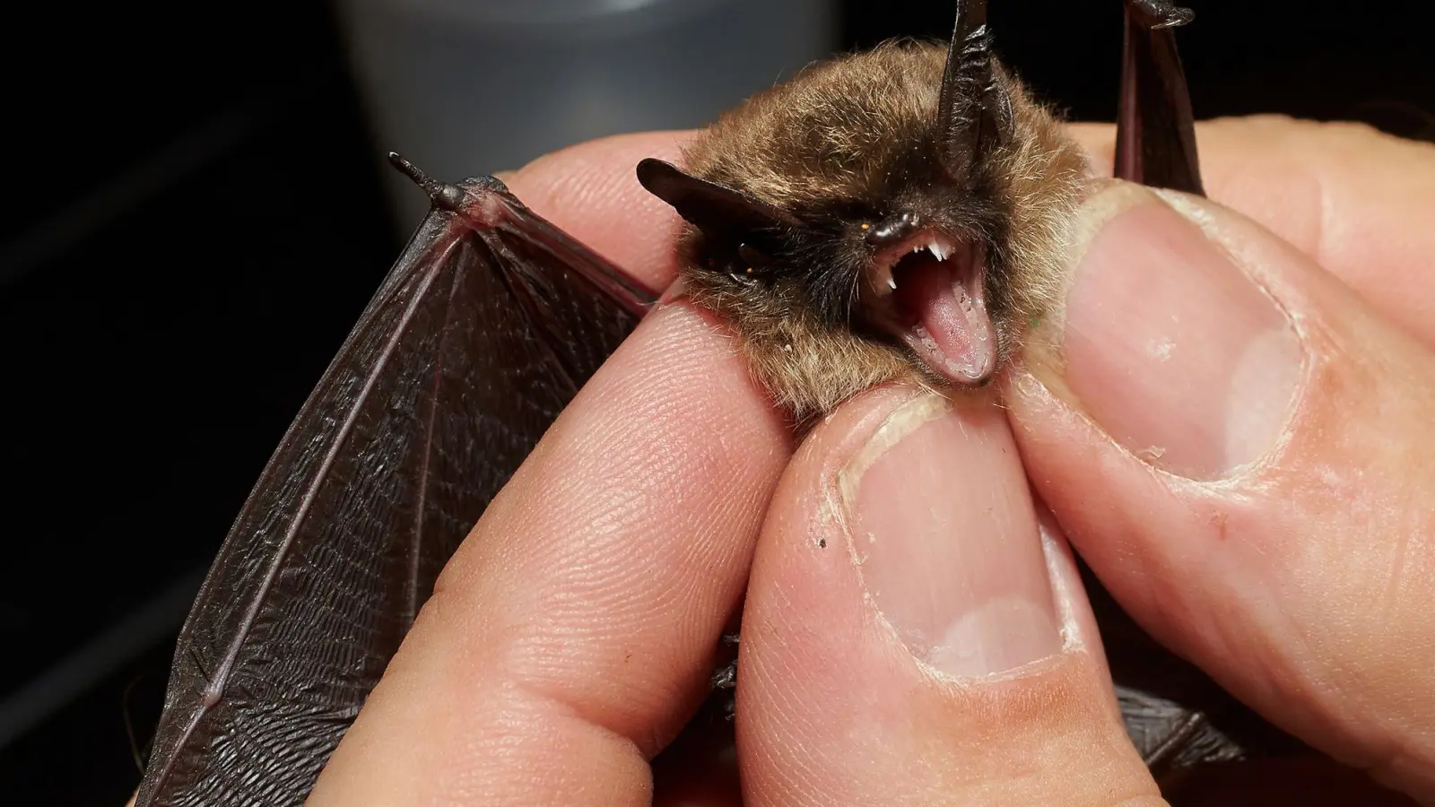 Bei der „Batnight“ am 24. August dreht sich alles um die Fledermaus. (Archivbild) (Foto: Thomas Frey/dpa)