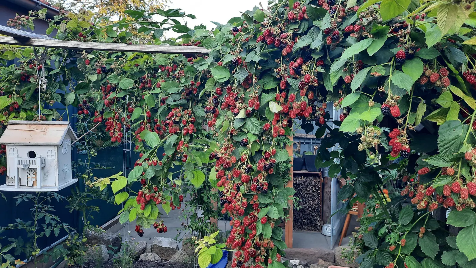 Von den großen Beeren - gesehen in Bad Windsheim (Foto: Anja Meder)