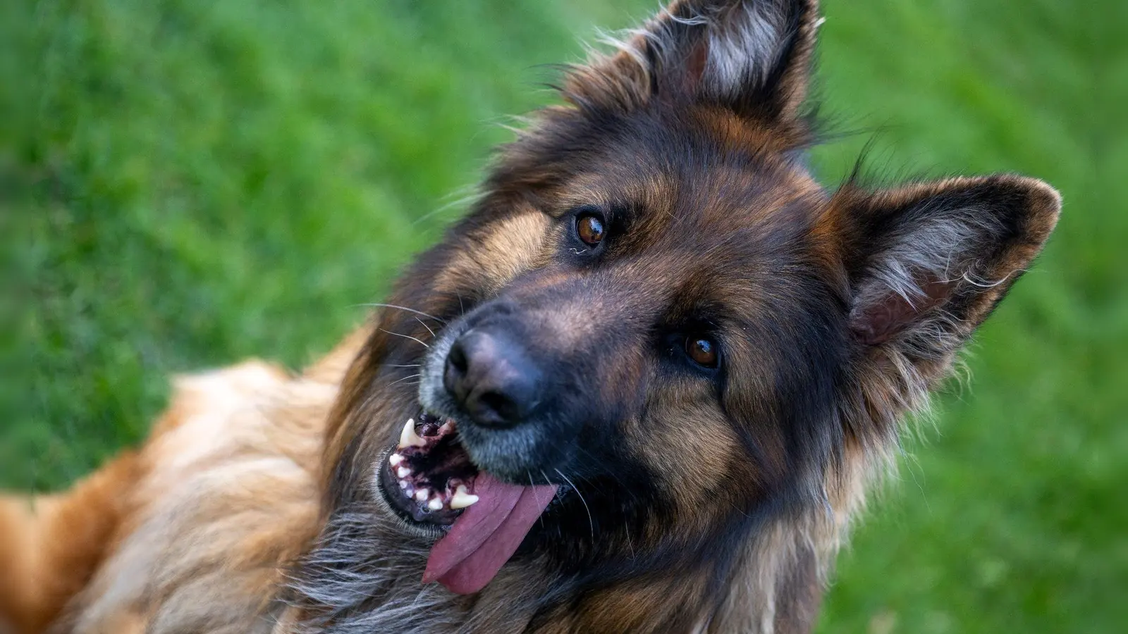 Unsanfte Bekanntschaft mit einem jungen Schäferhund machte eine Kellnerin in Dinkelsbühl. (Symbolbild: Stefan Puchner/dpa)