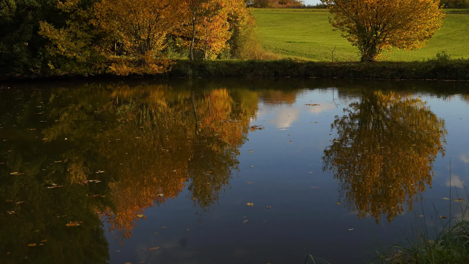 Aus einem Weiher in der Nähe des Heilsbronner Ortsteils Göddeldorf sind rund 800 Forellen-Setzlinge gestohlen worden. (Symbolbild: Simone Hedler)