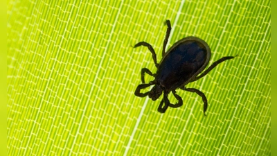 Zecken übertragen am häufigsten die von Bakterien verursachte Borreliose, deren Symptome denen einer Grippe ähneln. (Foto: Patrick Pleul/dpa/dpa-tmn)