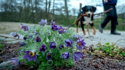 Vorsicht beim Gassigehen: Manche Frühblüher sind für Hunde giftig. (Foto: Harald Tittel/dpa/dpa-tmn)