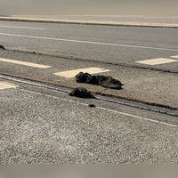Durch die Hitze löste sich an vielen Orten die Füllmasse an den Straßenbahnschienen. (Foto: Irena Güttel/dpa)