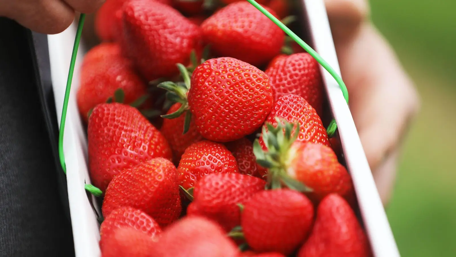 Ein Obstbauer hält in einem Zelt einen Korb Erdbeeren in der Hand. (Foto: Oliver Berg/dpa)