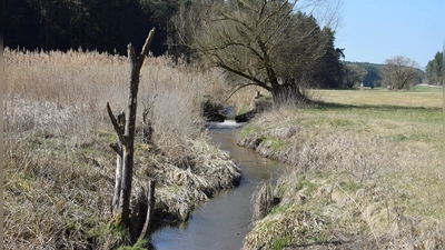 Breitere Ufer, keine Hindernisse: Am Erlbach sollen die Windsbacher Verantwortlichen Renaturierungs-Maßnahmen umsetzen. Dies kostet nach derzeitigem Stand über 75.000 Euro. (Foto: Florian Schwab)