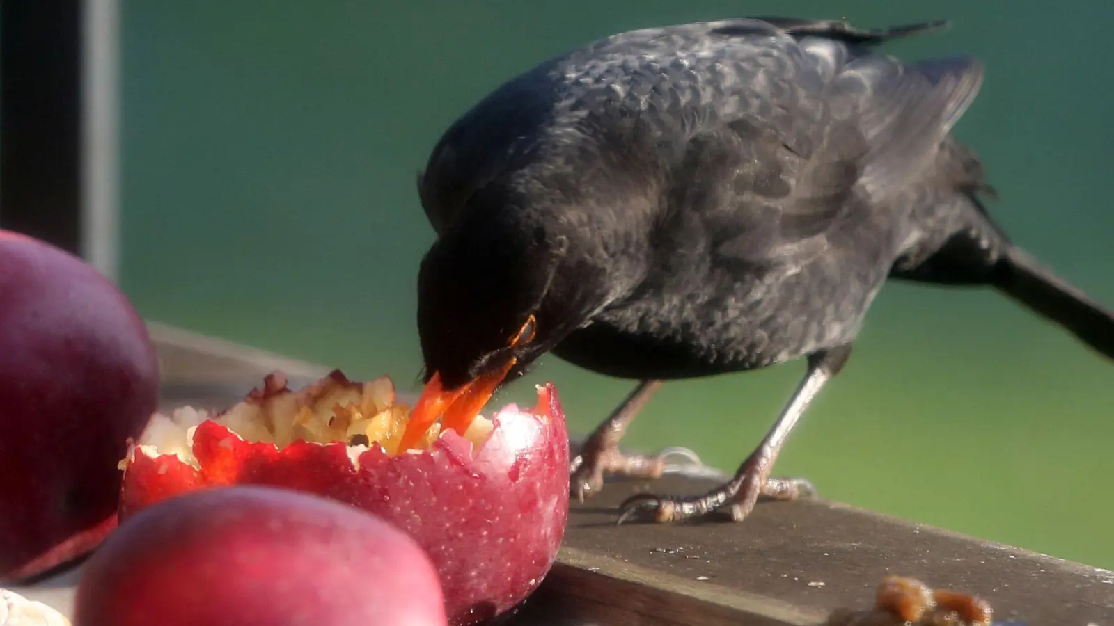 Weichfutterfresser wie Amseln freuen sich im Winter auch über Obst. (Foto: Roland Weihrauch/dpa/dpa-tmn)