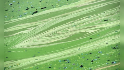 Wegen eines möglichen Blaualgenbefalls rät das Gesundheitsamt im Landkreis Kelheim aktuell dringend davon ab, in der Donau zu baden oder Hunde daraus trinken zu lassen. (Symbolbild) (Foto: Uwe Zucchi/dpa)
