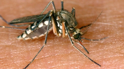 Das Sindbis-Virus (SINV) wird durch Stechmücken übertragen. (Foto: Andreas Lander/dpa-Zentralbild/dpa)