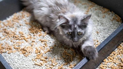 Damit junge Katzen das Klo auch finden, sollte es sich in der Nähe des Hauptaufenthaltsraumes befinden. (Foto: Monika Skolimowska/dpa/dpa-tmn)