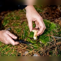 Der Fuchsbandwurm stellt zwar eine seltene, aber ernstzunehmende Gefahr dar, auf das Sammeln von Pilzen und Beeren muss deshalb jedoch nicht generell verzichtet werden. (Foto: Zacharie Scheurer/dpa-tmn)