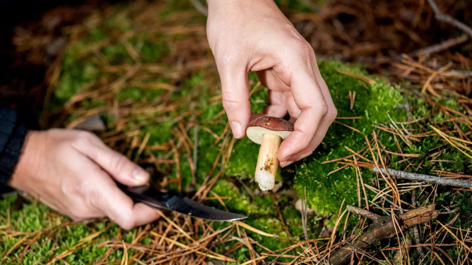 Der Fuchsbandwurm stellt zwar eine seltene, aber ernstzunehmende Gefahr dar, auf das Sammeln von Pilzen und Beeren muss deshalb jedoch nicht generell verzichtet werden. (Foto: Zacharie Scheurer/dpa-tmn)