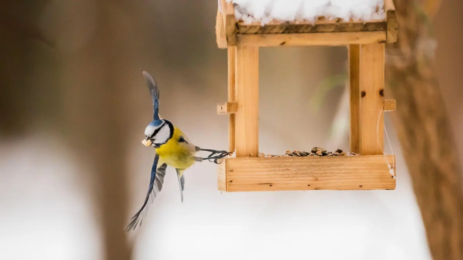 Wer Vögeln bei geschlossener Schneedecke etwas Gutes tun will, greift am besten zu Körner- und Fettfutter aus dem Fachhandel.  (Foto: Christoph Soeder/dpa/dpa-tmn)