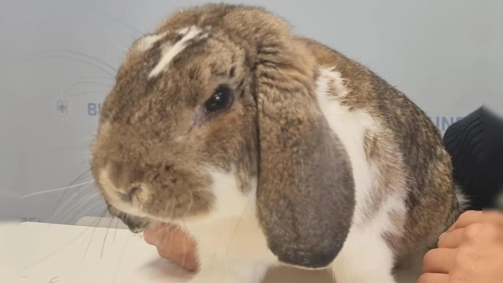 Im RE80 von Treuchlingen nach Würzburg fuhr am Donnerstag pünktlich zu Ostern ein Hase mit.  (Foto: Bundespolizei)