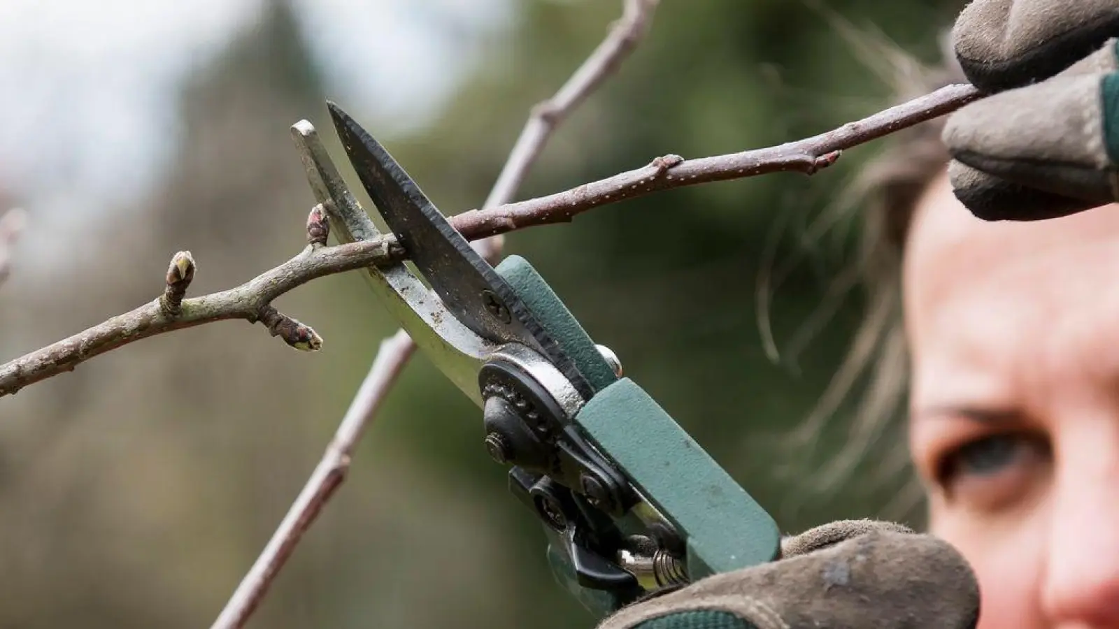 Mit einem gezielten Schnitt im Spätwinter legt man die Basis für gesunde Apfelbäume und süße Früchte. (Foto: Jens-Ulrich Koch/dpa-tmn)
