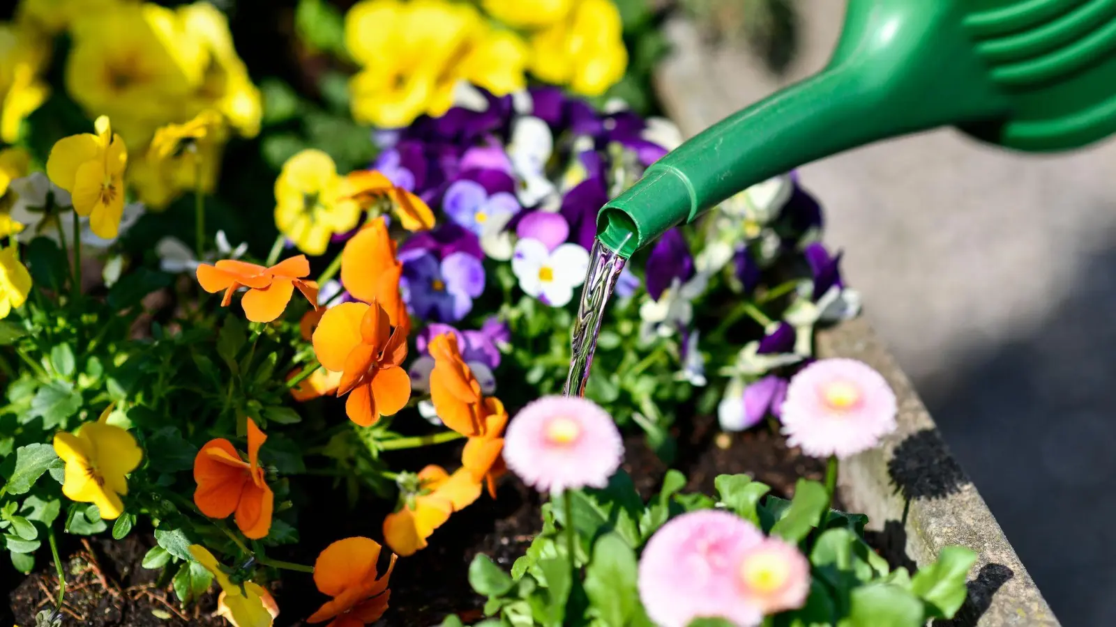 Wer Gänseblümchen und Hornveilchen in den Blumenkasten setzt, muss sie ausreichend gießen. Staunässe vertragen die Frühlingsblüher aber nicht. (Foto: Kirsten Neumann/dpa-tmn)