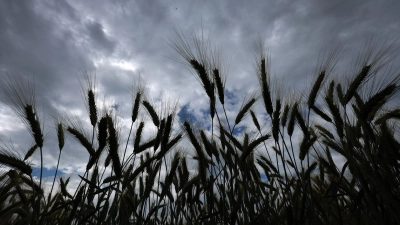 Bei einer Obduktion sollen nun die genaue Todesursache und die Identität des Toten geklärt werden, der in einem Feld gefunden wurde. (Symbolbild) (Foto: Karl-Josef Hildenbrand/dpa)