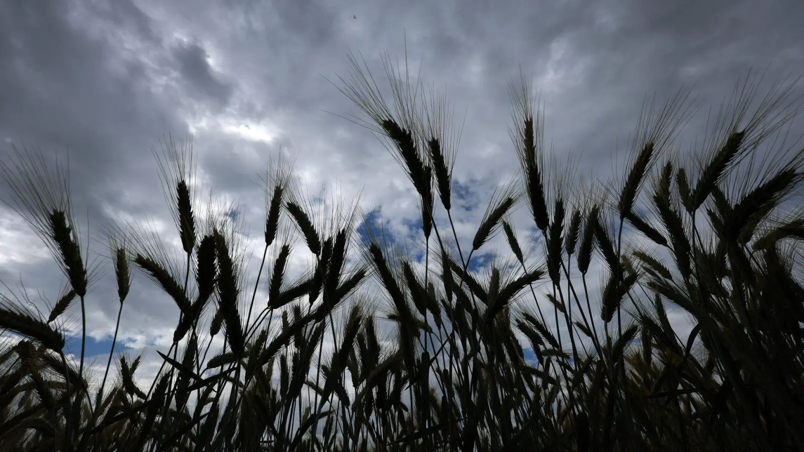 Bei einer Obduktion sollen nun die genaue Todesursache und die Identität des Toten geklärt werden, der in einem Feld gefunden wurde. (Symbolbild) (Foto: Karl-Josef Hildenbrand/dpa)