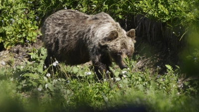 Ein Braunbär in einem slowakischen Gebirgstal. In der Slowakei gibt es mehr als tausend frei lebende Braunbären. (Archivbild) (Foto: Milan Kapusta/tasr/dpa)