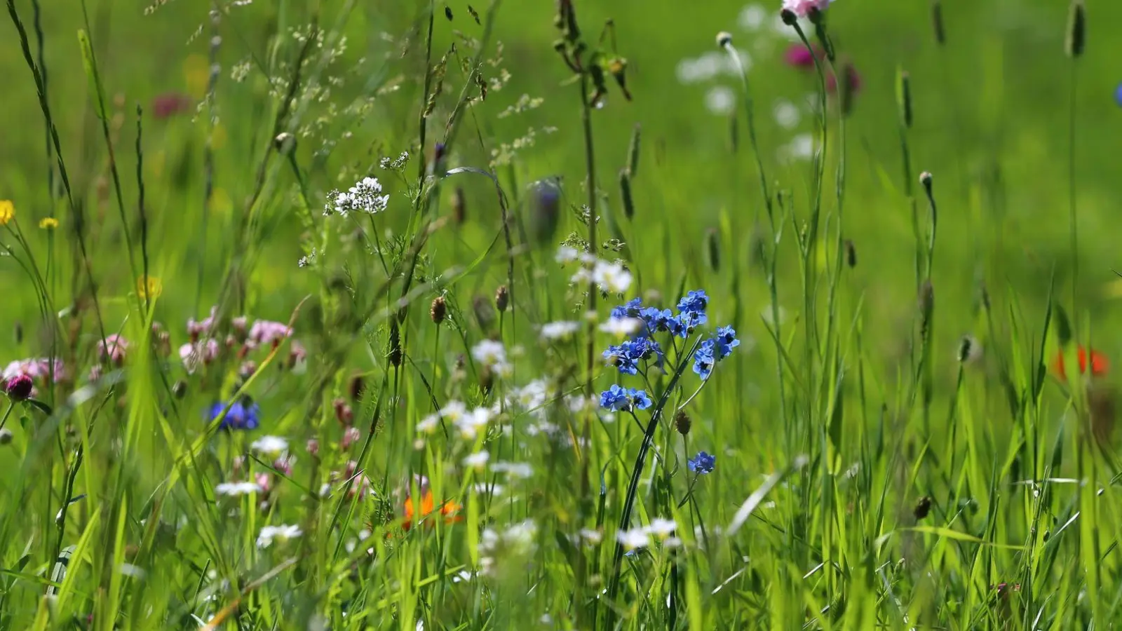 Akkurat war gestern. Ein bisschen Wildwuchs gefällt vor allem Insekten gut. (Foto: Karl-Josef Hildenbrand/dpa-tmn)