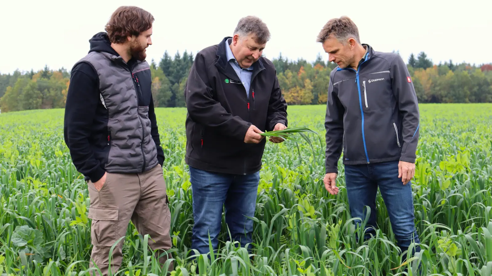 Zwischen Hafer, Erbsen und Wicken: Auf dem Feld von Martin Waldmann (rechts) steht aktuell die Zwischenfrucht. „Ohne Düngung ist so ein Bestand eigentlich unmöglich”, sagt BBV-Kreisobmann Reinhold Meyer (Mitte) zu Waldmann und David Lindörfer von der BBV-Geschäftsstelle. (Foto: Antonia Müller)