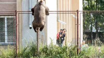 Putzig, aber auch gefährlich: Braunbären in Rumänien. Nun ist es wieder zu einem tödlichen Zwischenfall gekommen. (Foto: Nandor Veres/MTI/dpa)