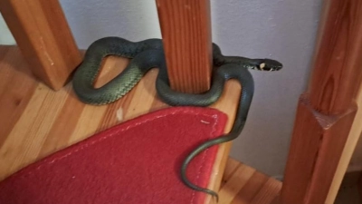 Die Ringelnatter hatte es sich auf der Treppe gemütlich gemacht. (Foto: FFW Schalkhausen)