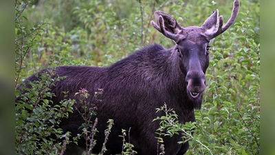 Elch Emil steht zwischen Büschen. Diese Aufnahme wurde im vergangenen September in Österreich gemacht. (Archivbild) (Foto: Helmut Fohringer/APA/dpa)