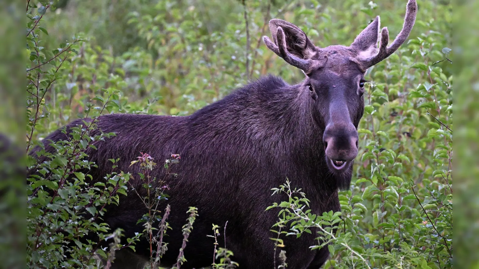 Elch Emil steht zwischen Büschen. Diese Aufnahme wurde im vergangenen September in Österreich gemacht. (Archivbild) (Foto: Helmut Fohringer/APA/dpa)