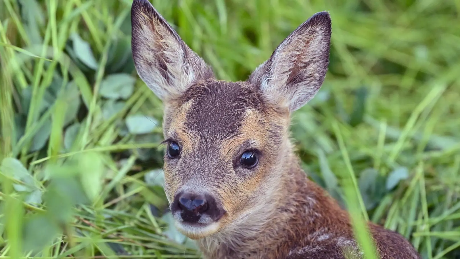 Nach dem Fund des toten Rehkitzes ermittelt die Polizei wegen Jagdwilderei. (Symbolbild) (Foto: Patrick Pleul/dpa/dpa-tmn)