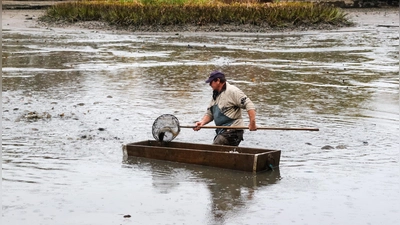 Mit Keschern werden die Speisefische aus dem Wasser geholt. Der Rothenburger Weiher in Dinkelsbühl wurde für diesen Zweck abgelassen. (Foto: Martina Haas)