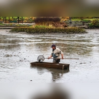 Zur Dinkelsbühler Fischerntewoche werden aus den zahlreichen Weihern wieder Fische aus dem Wasser geholt. Die Aufnahme entstand im vergangenen Jahr am Rothenburger Weiher. (Archivbild: Martina Haas)