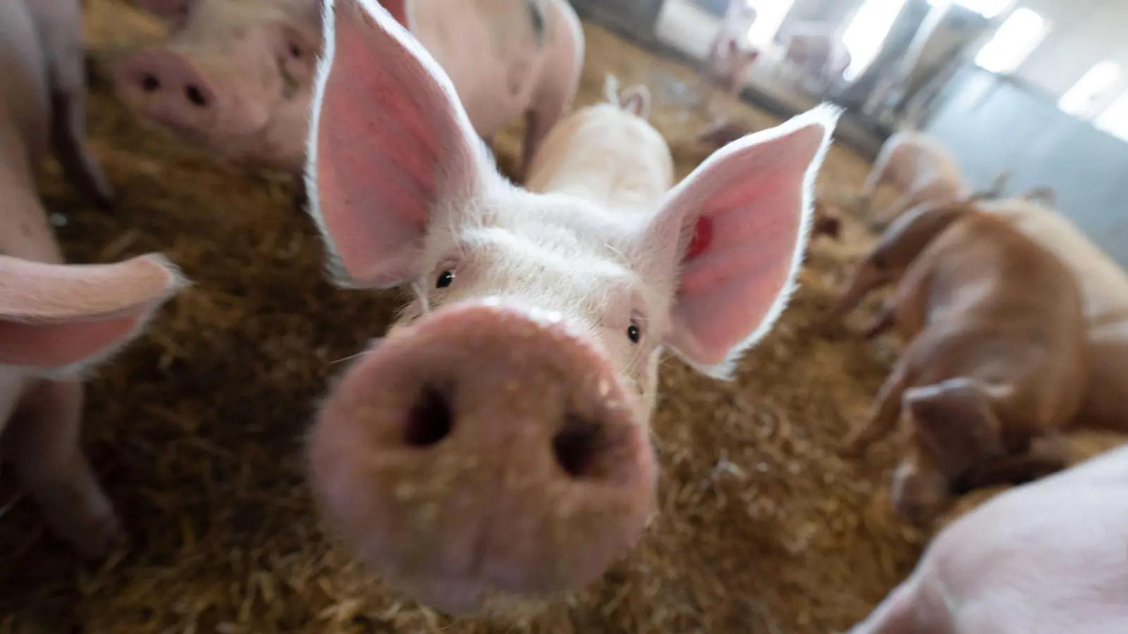 Schweine liegen in der Bucht eines Schweinestalls. (Foto: Marijan Murat/dpa/Symbolbild)