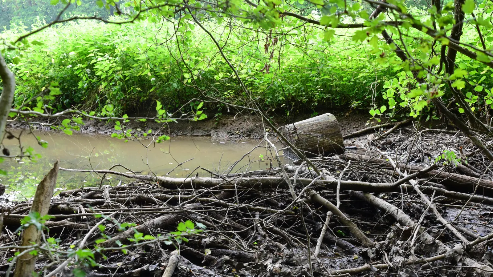 Ein Biberdamm im Dombachtal. Stämme, Äste und Schlamm sorgen dafür, dass sich das Wasser staut und auch in die angrenzenden Felder und Wiesen fließt. (Foto: Irmeli Pohl)
