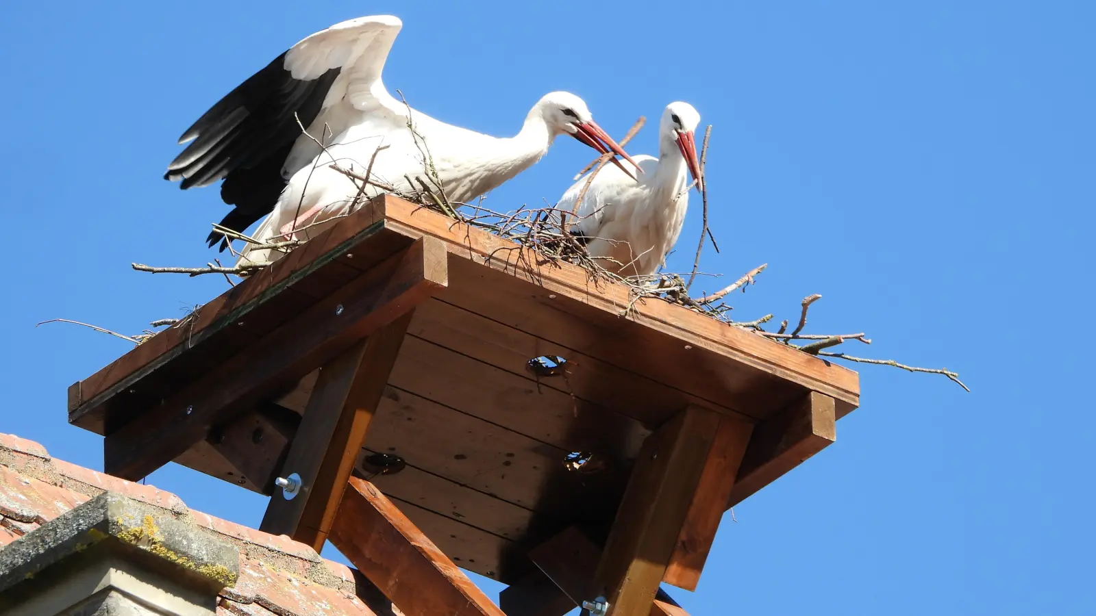 Kaum war die Nisthilfe gestern auf dem Dach des ehemaligen Post-Gebäudes platziert, begannen die beiden Störche schon mit dem Bau ihres neuen Horstes. (Foto: Sabine Edelberg)