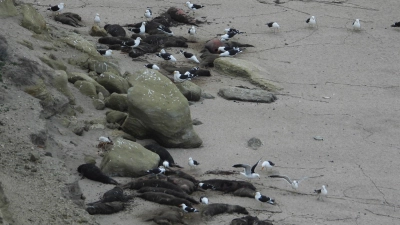 See-Elefanten in Argentinien wurden von der Vogelgrippe besonders schwer getroffen. Hier sind tote Tiere an einem Strand zu sehen. (Foto: Valeria Falabella/Wildlife Cons/dpa)