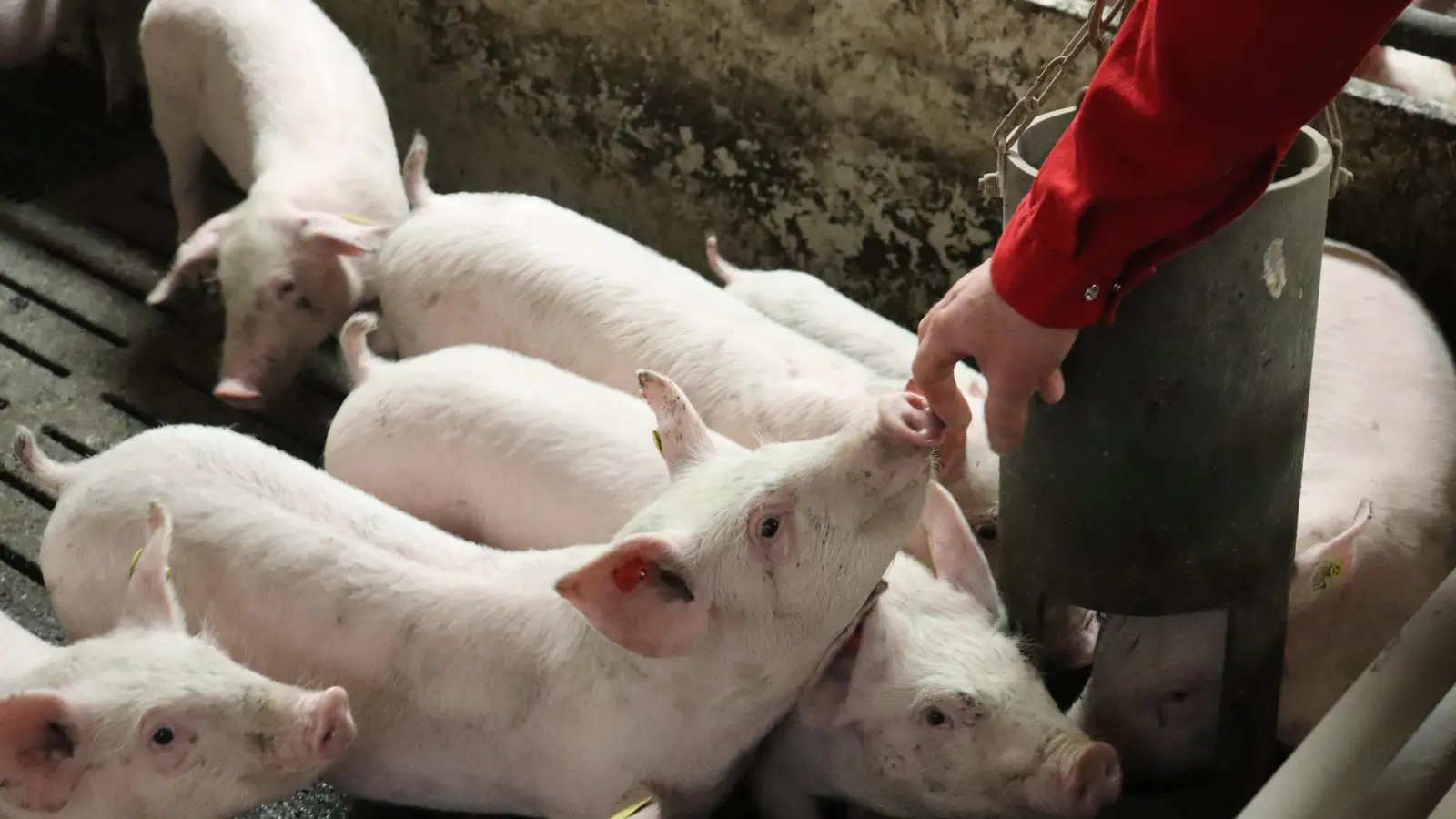Neugierig sind die Ferkel. Sie beschäftigen sich unter anderem mit dem Pellet-Spielzeug (rechts), um ihrem Wühldrang nachzukommen. (Foto: Antonia Müller)