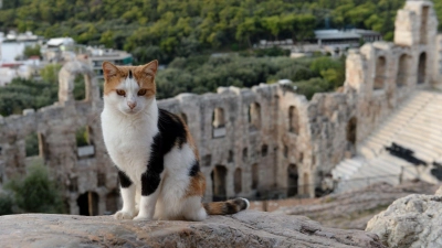 Vorsicht Katze: Im Urlaub sollte man auf Streicheleinheiten für fremde Streuner lieber verzichten. (Foto: Andrea Warnecke/dpa-tmn)