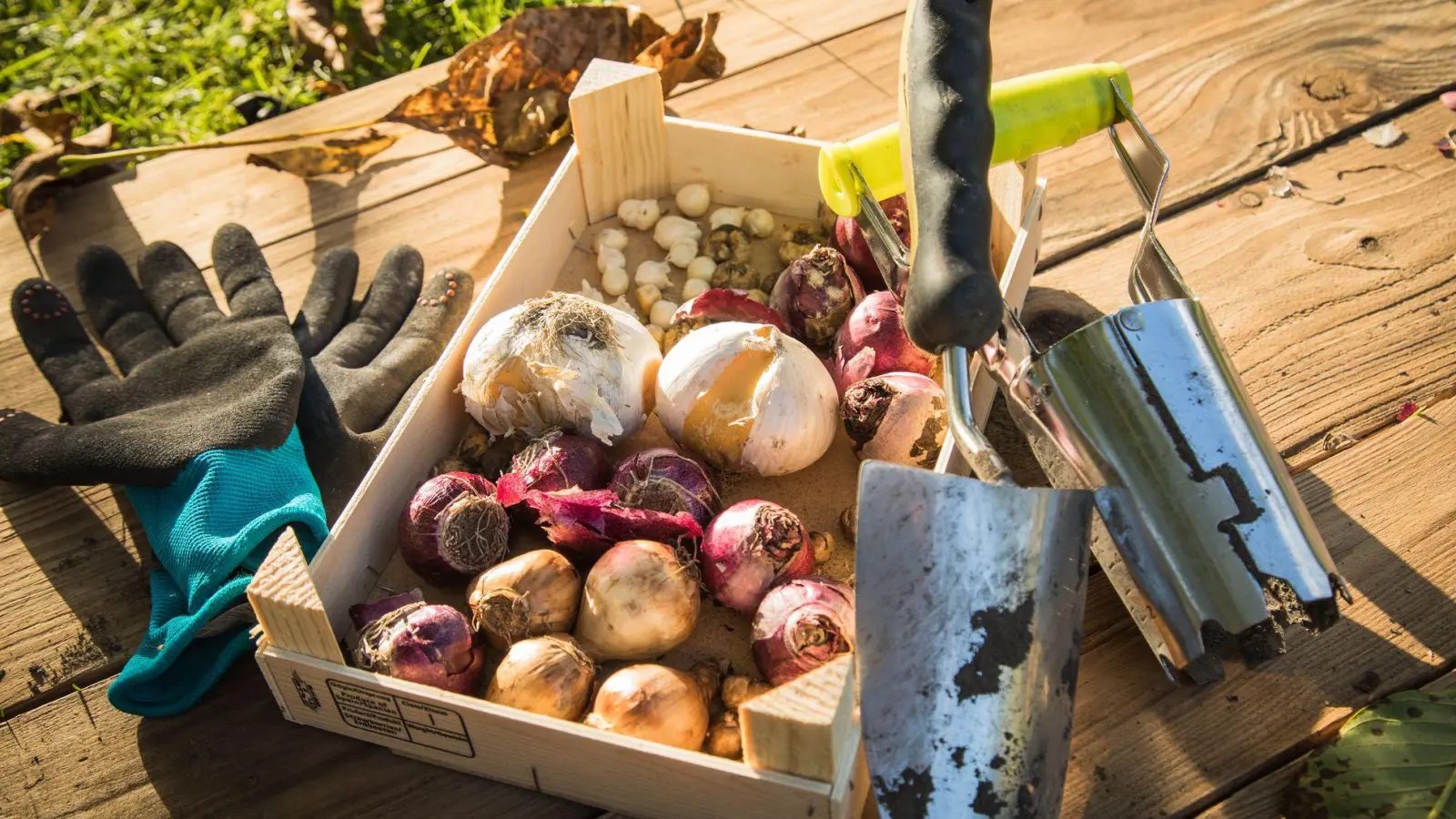 Der Herbst ist die ideale Jahreszeit, um Blumenzwiebeln einzupflanzen. (Foto: Christin Klose/dpa-tmn)