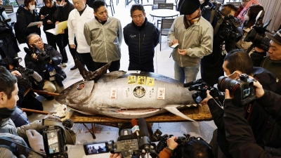 Die erste Auktion eines Thunfisches im Neuen Jahr gilt vielen in Japan als Gradmesser für Glück und Wohlstand.  (Foto: -/Kyodo News/dpa)