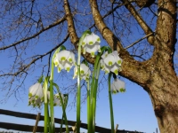Natur im Aufwachmodus - gesehen in Neuses bei Dürrwangen (Foto: Manfred Dietz)